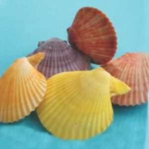 Conchas Pecten Color
